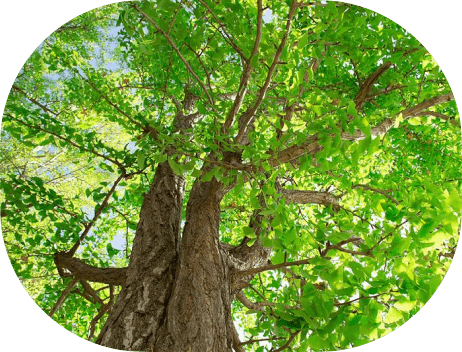 もぐもぐClassroom